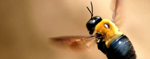 Bee