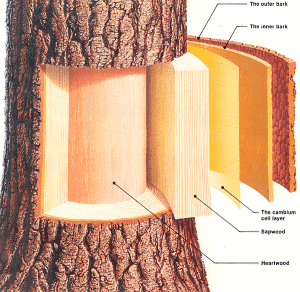 Tree Parts
